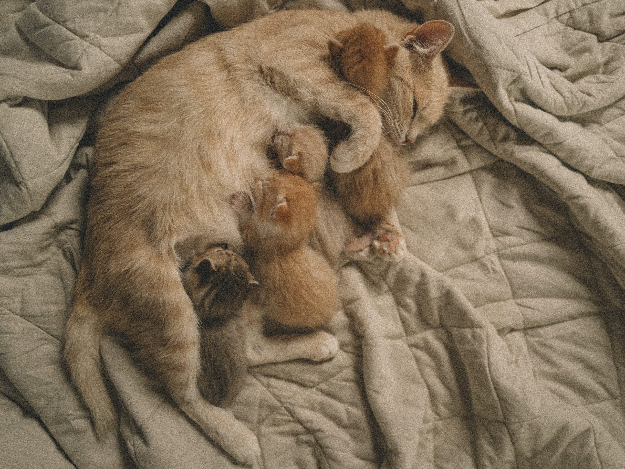 Роды у кошки: как помочь любимице стать мамой - Блог SUPERPET