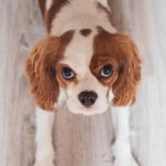 Возможные риски и последствия кастрации собаки - Блог SUPERPET