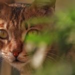 Как видят кошки - Блог SUPERPET