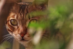 Как видят кошки - Блог SUPERPET