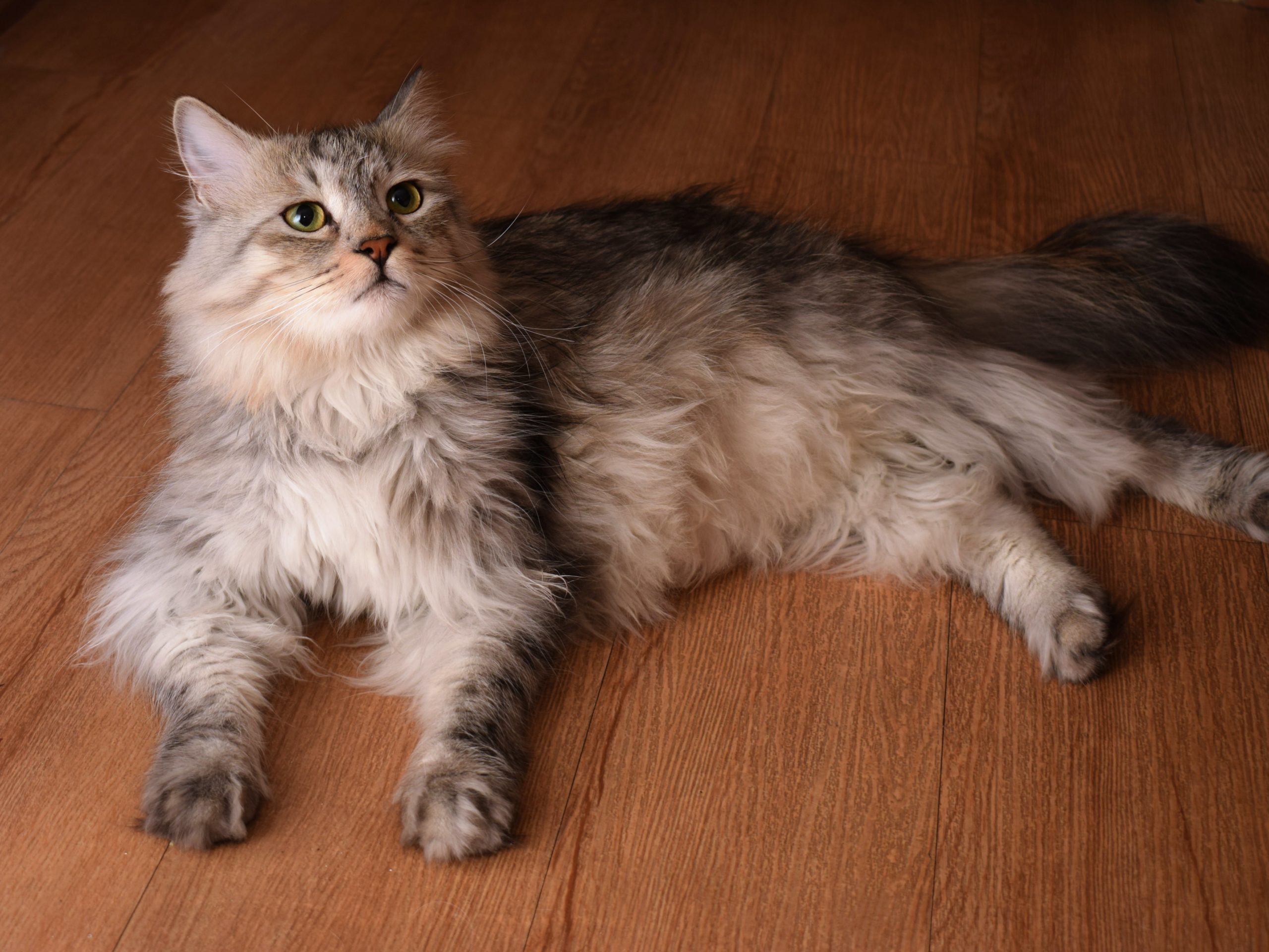 pexels vahab ghadiri 20001743 scaled Роды у кошки: как помочь любимице стать мамой - Блог SUPERPET