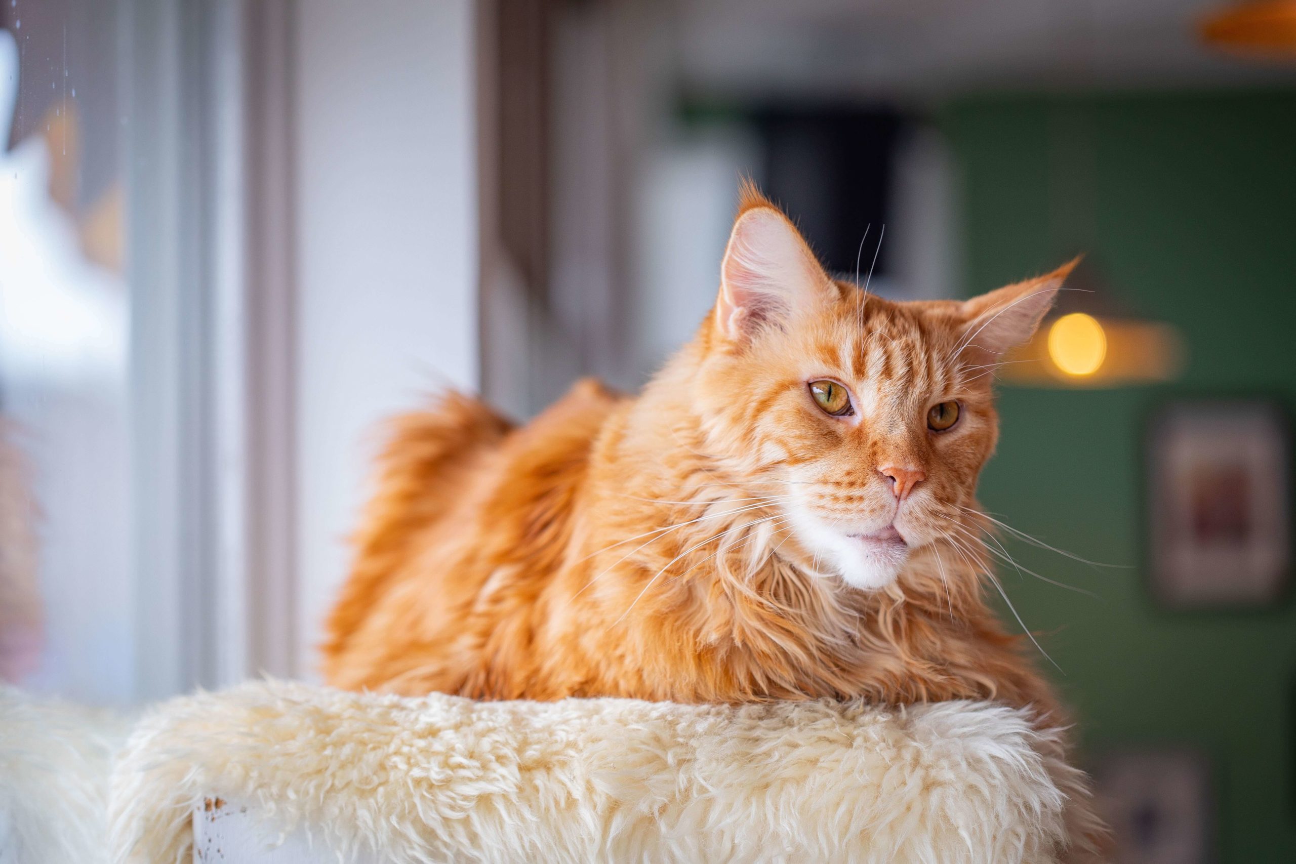 pexels valeria boltneva 9443839 1 scaled Питание Мейн-кунов: как правильно кормить кота, рацион питания в домашних условиях - Блог SUPERPET