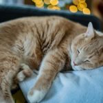 Почему кошки отказываются есть - Блог SUPERPET