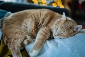 Почему кошки отказываются есть - Блог SUPERPET