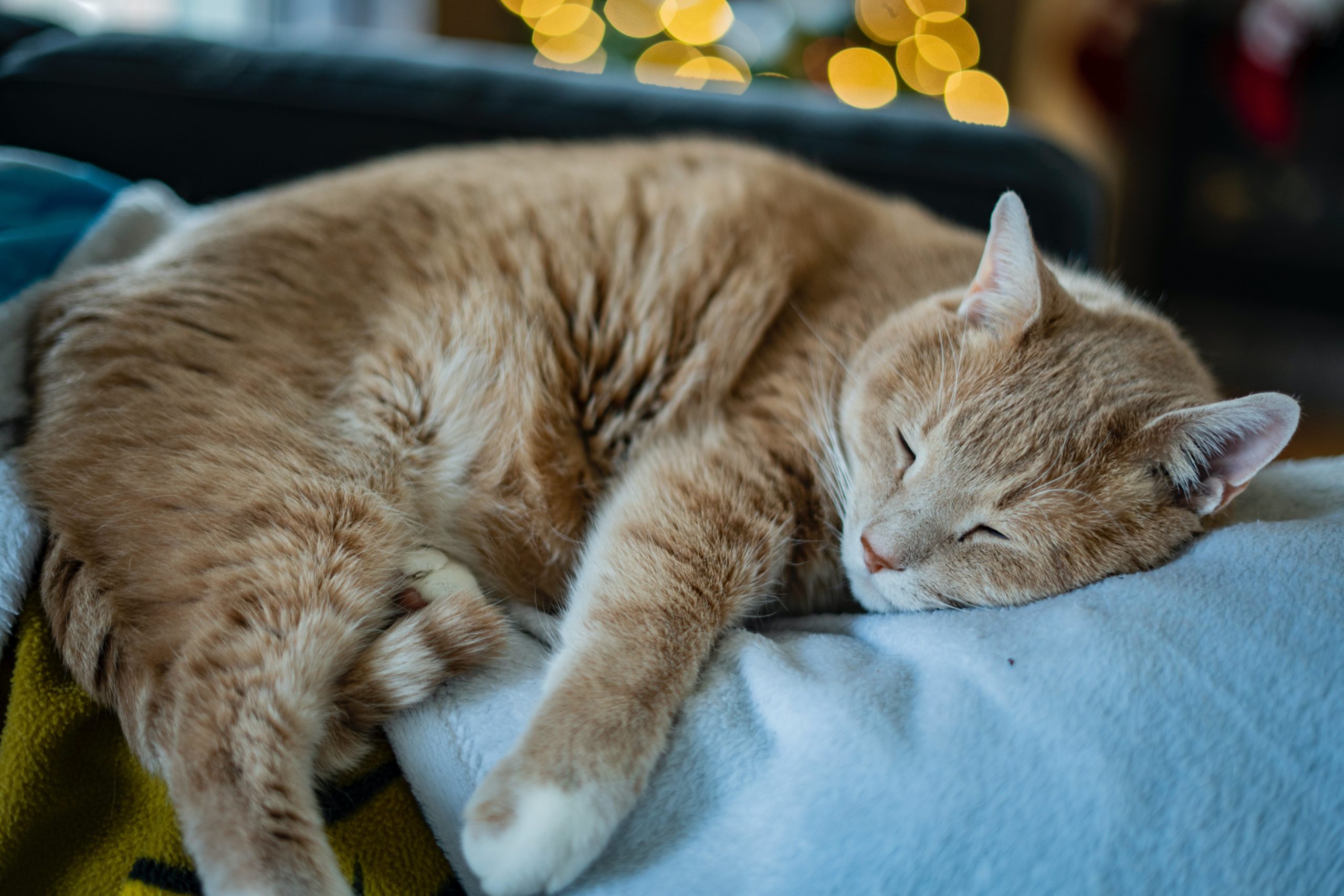 pexels zdv media 20041507 scaled Рвота у кошки: причины, лечение и профилактика - Блог SUPERPET