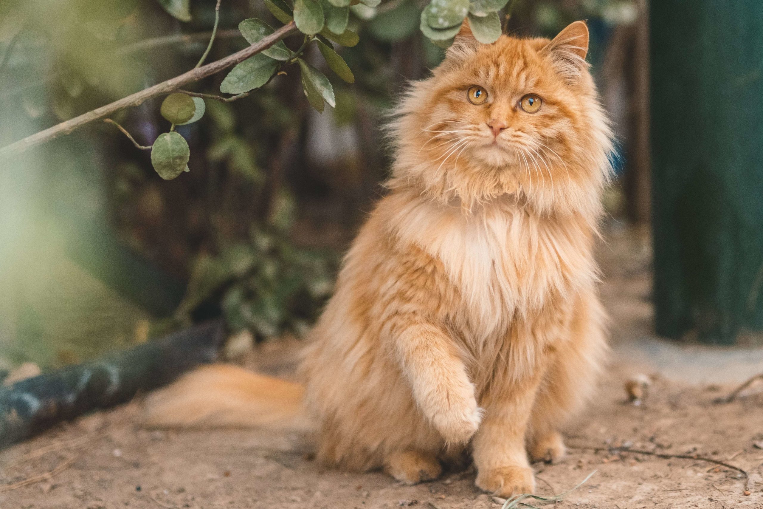 pexels zhang kaiyv 6727216 1 scaled Питание Мейн-кунов: как правильно кормить кота, рацион питания в домашних условиях - Блог SUPERPET