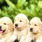 Как определить пол щенка - Блог SUPERPET