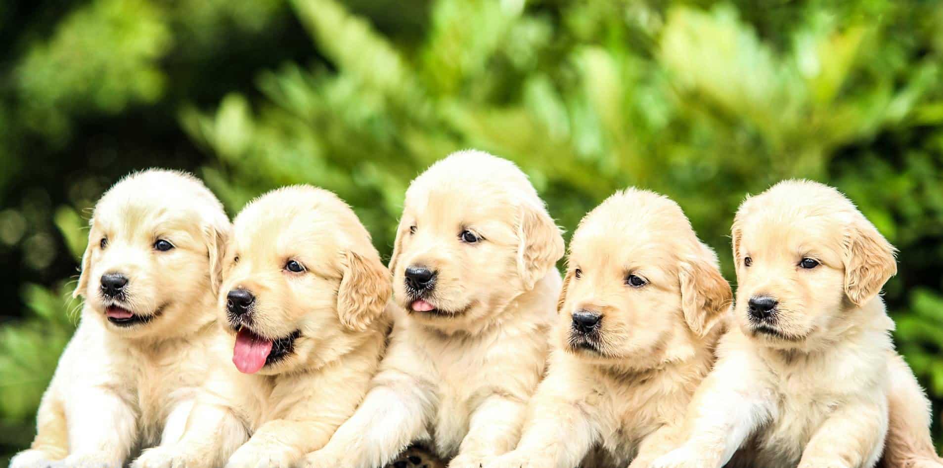 Как определить пол щенка - Блог SUPERPET