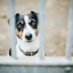 Почему собака ест фекалии - Блог SUPERPET
