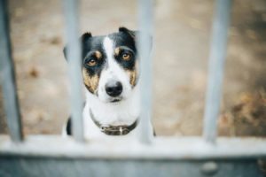 Почему собака ест фекалии - Блог SUPERPET