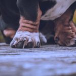 Как стричь когти собаке - Блог SUPERPET