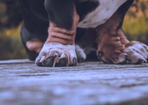 Как стричь когти собаке - Блог SUPERPET