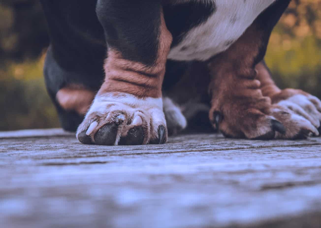 Как стричь когти собаке - Блог SUPERPET