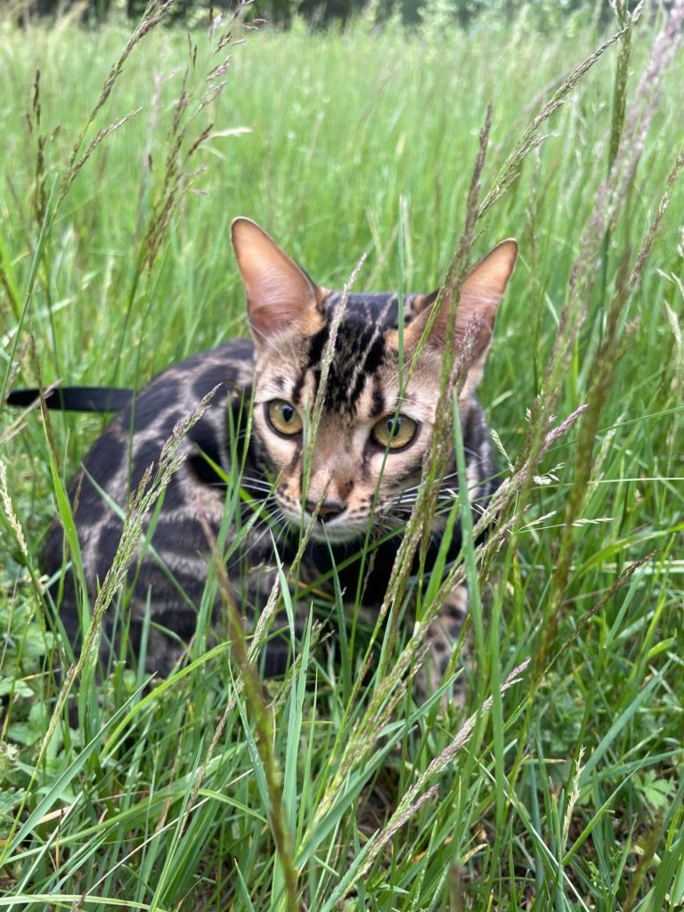 photo 2024 02 09 14 33 57 Нужно ли гулять с кошкой - Блог SUPERPET