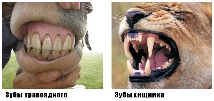 photo 2024 06 13 19.41.39 Что такое видовое питание и почему «домашним хищникам» кошке и собаке необходимо мясо - Блог SUPERPET