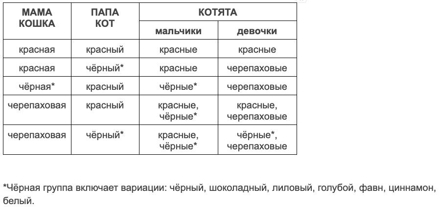Породы рыжих кошек: особенности, названия пород, фото - Блог SUPERPET