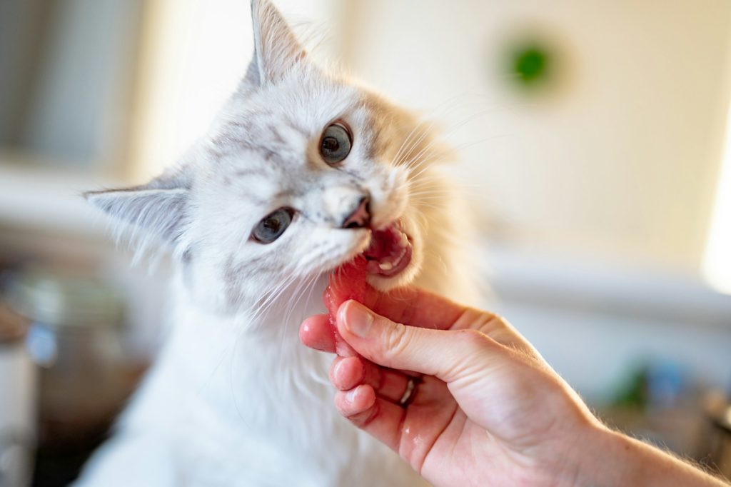 piotr musiol lnkhqnrwtkm unsplash 1 С точки зрения ветеринара - Блог SUPERPET