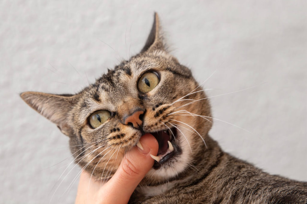 portrait adorable domestic cat biting her owner s finger krupnyj razmer Когда вашей кошке нужен стоматолог - Блог SUPERPET