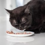 Как кормить питомца, когда он болеет: мнение ветврача - Блог SUPERPET