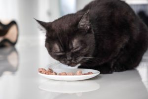 Как кормить питомца, когда он болеет: мнение ветврача - Блог SUPERPET