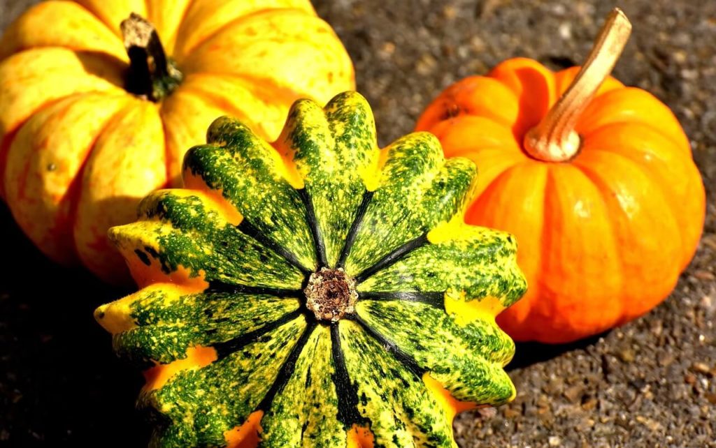 pumpkins 2204643 1280 1 Какие овощи и фрукты можно кошкам. В каком виде и сколько. С кормом или отдельно. Что полезно, а что нет. - Блог SUPERPET