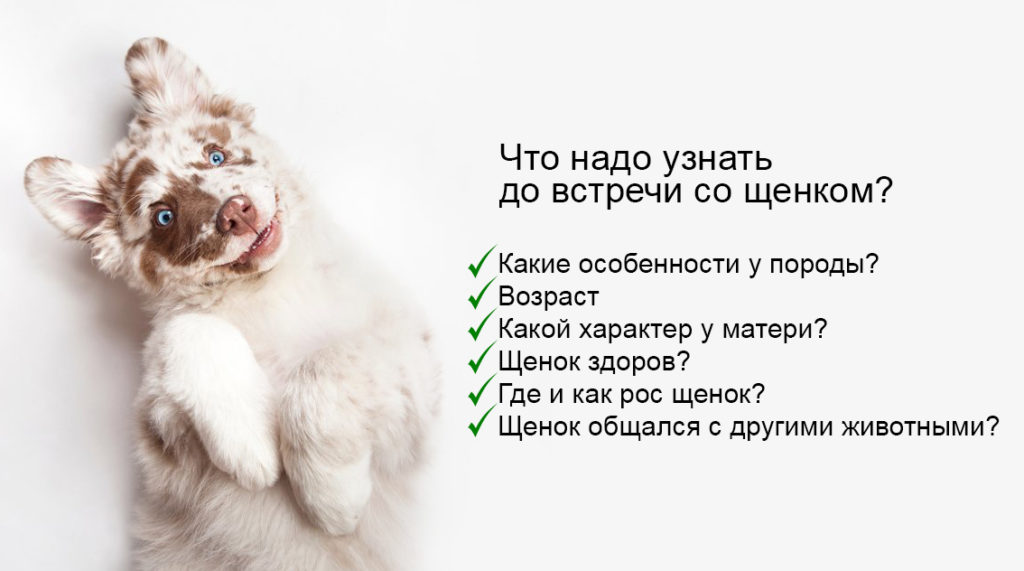 Как выбрать щенка: полное руководство - Блог SUPERPET