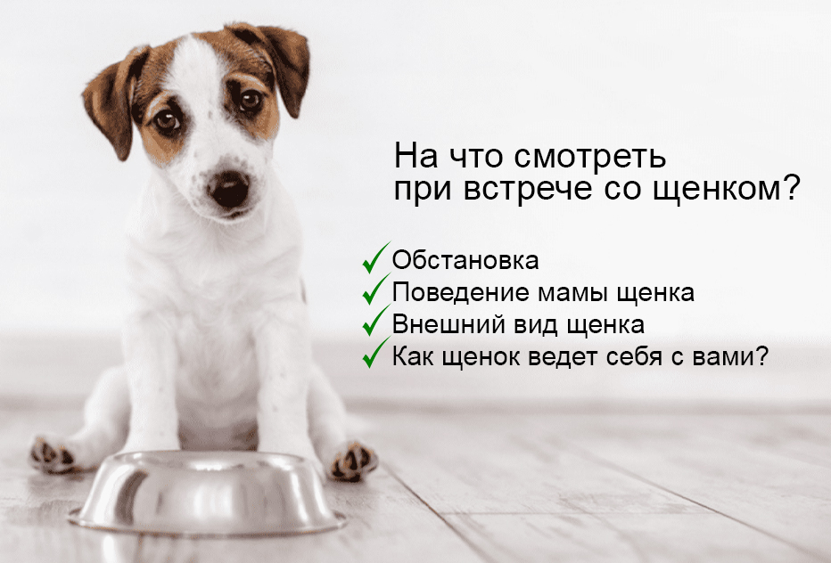 Как выбрать щенка: полное руководство - Блог SUPERPET