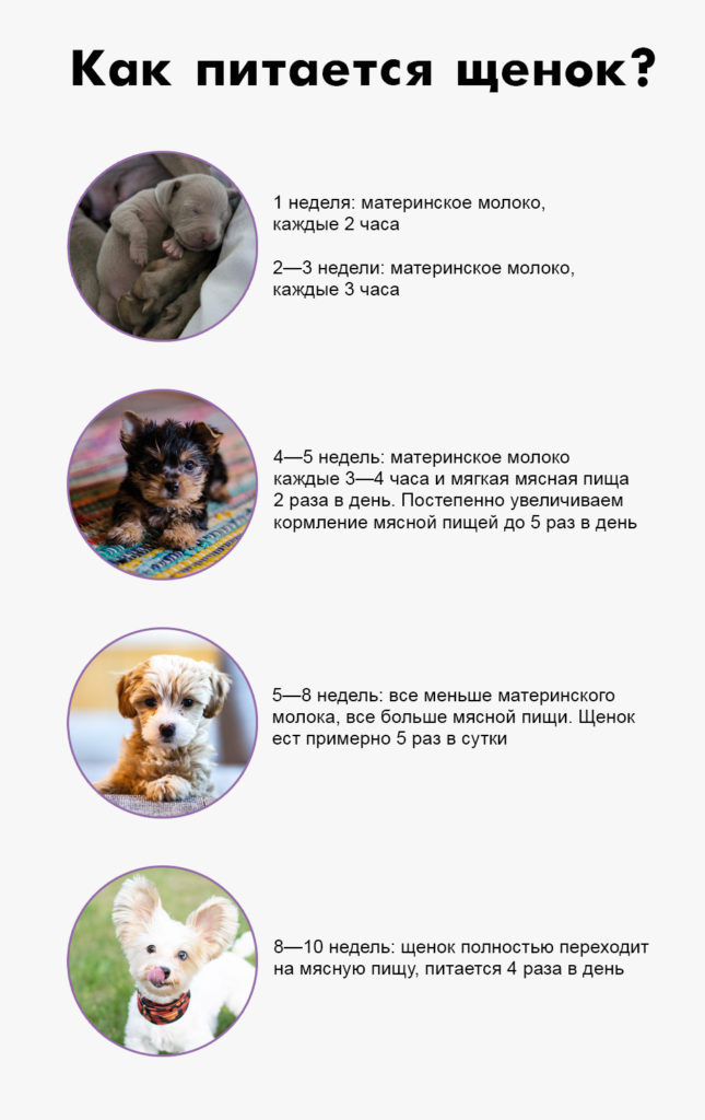 Как кормить щенка правильно - Блог SUPERPET