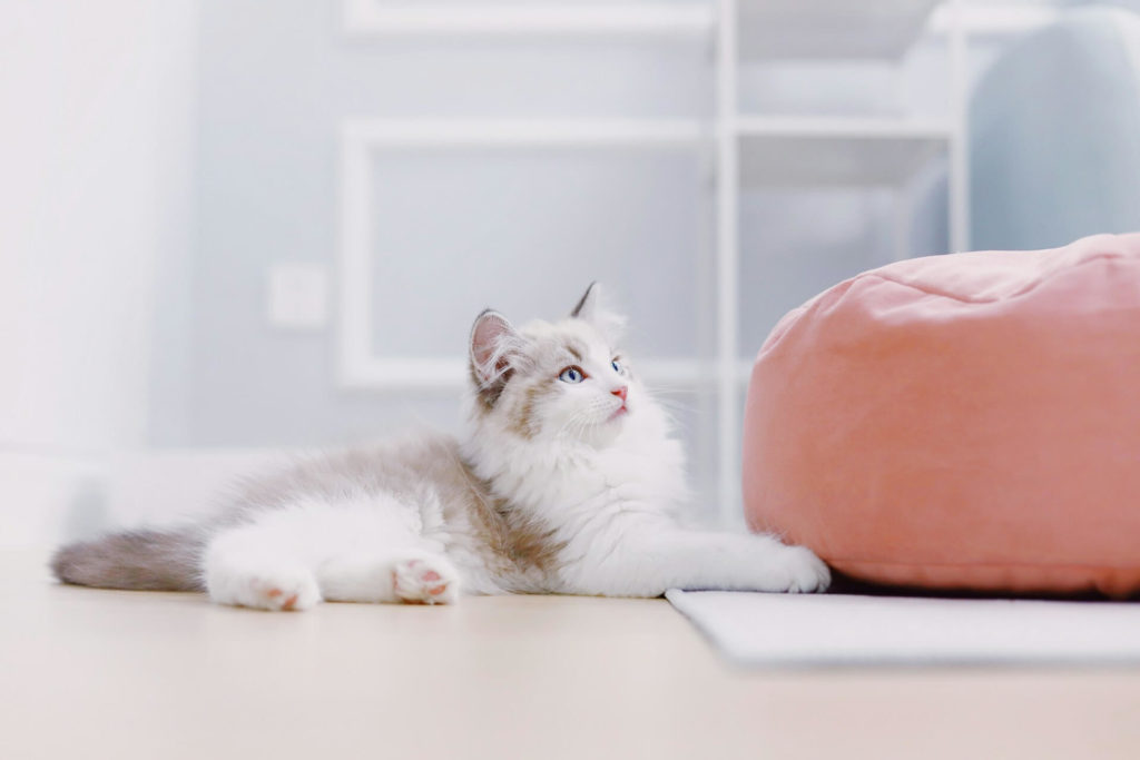 Диабет у кошек: причины и лечение - Блог SUPERPET
