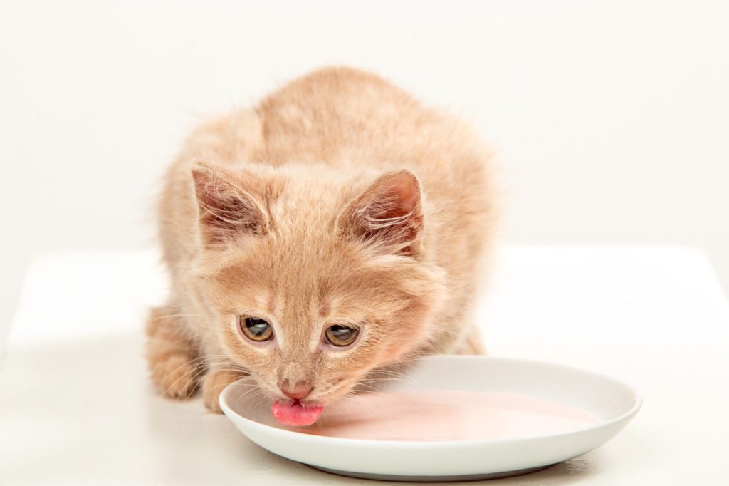 red or white cat on white studio background drinking milk krupnyj Как кормить питомца, когда он болеет: мнение ветврача - Блог SUPERPET