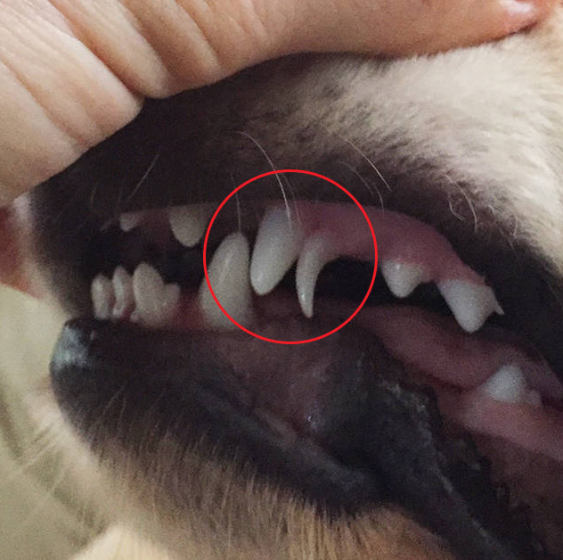 retained puppy tooth 1 Зубы у щенков: когда появляются и как меняются - Блог SUPERPET