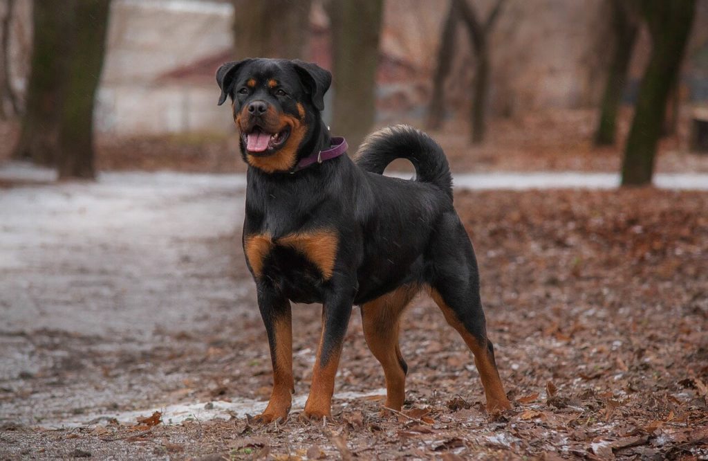 rottweiler 6932045 1280 1 Какие породы собак самые крупные - Блог SUPERPET