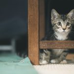 Стерилизация и кастрация котёнка - Блог SUPERPET