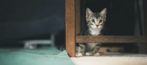Стерилизация и кастрация котёнка - Блог SUPERPET