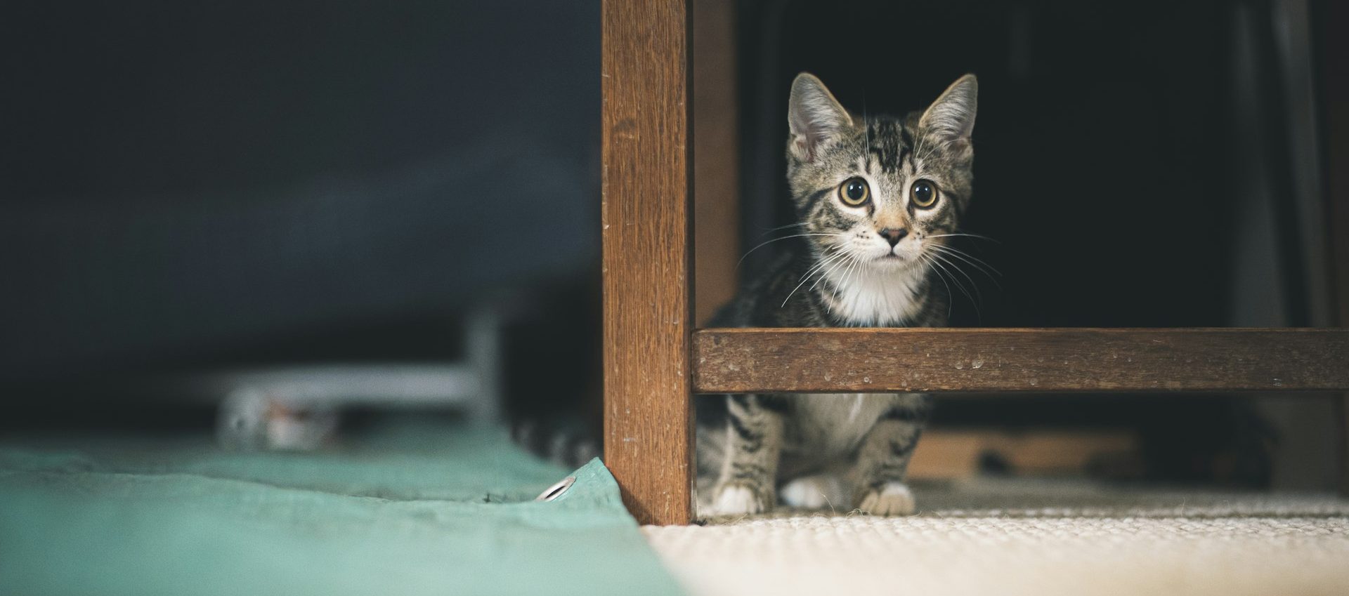 Стерилизация и кастрация котёнка - Блог SUPERPET