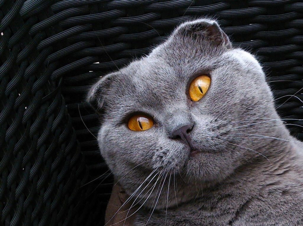 Шотландские вислоухие кошки: характер и описание породы - Блог SUPERPET