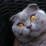 Шотландские вислоухие кошки: характер и описание породы - Блог SUPERPET