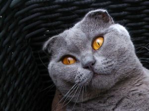 Шотландские вислоухие кошки: характер и описание породы - Блог SUPERPET