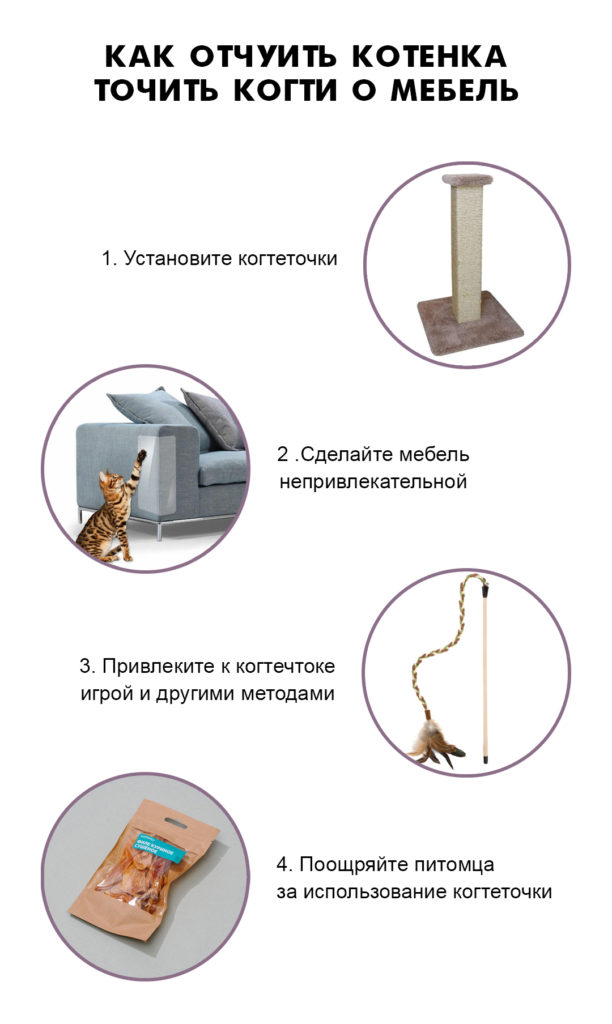 scratch Как отучить котёнка точить когти о мебель - Блог SUPERPET