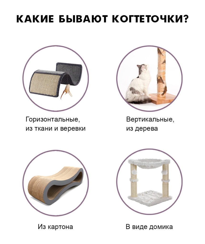 scratcher Как отучить котёнка точить когти о мебель - Блог SUPERPET