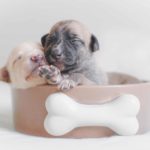 Развитие щенка от рождения до года - Блог SUPERPET