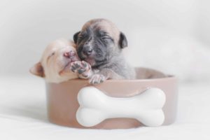 Развитие щенка от рождения до года - Блог SUPERPET