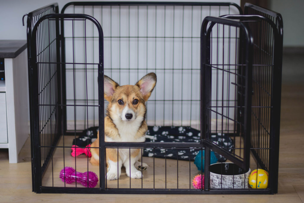 shutterstock 1243044364 Как приучить щенка к новому дому - Блог SUPERPET
