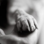 Как узнать, когда нужно попрощаться и усыпить питомца - Блог SUPERPET