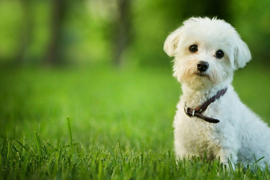 shutterstock 137913404111 Как подстричь собаку в домашних условиях - Блог SUPERPET