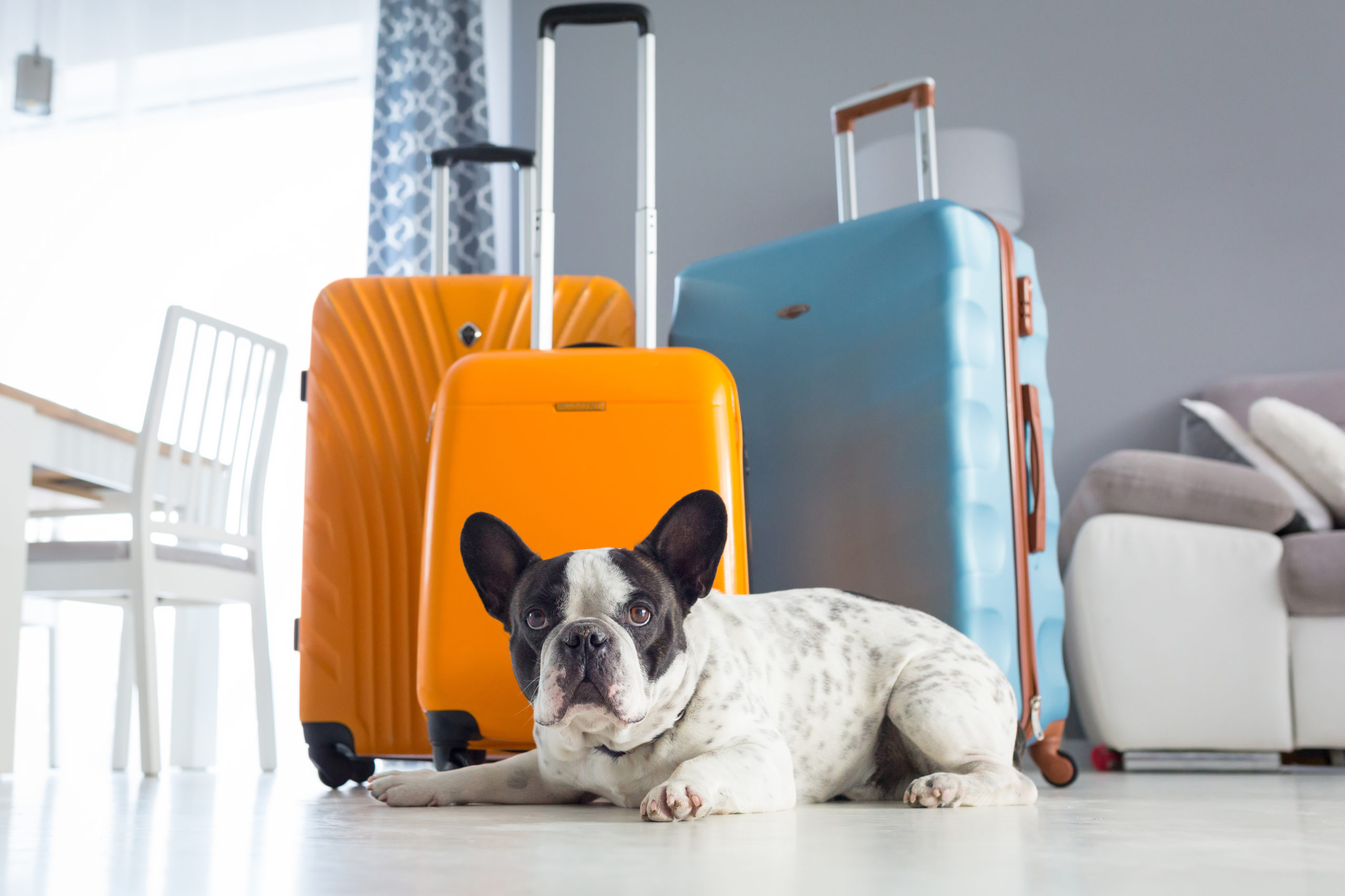 shutterstock 1480123535 scaled Правила перевозки кошек и собак в самолете - Блог SUPERPET