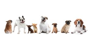 Нужно ли мыть собаку и как правильно это делать - Блог SUPERPET