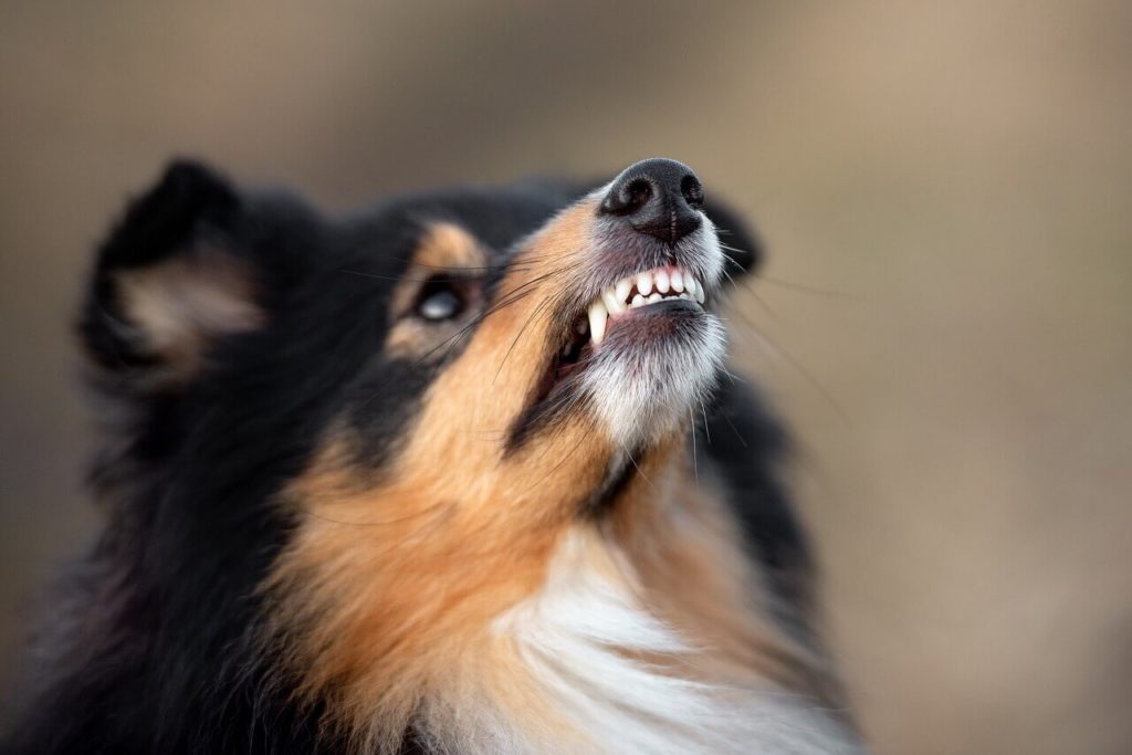 shutterstock 159417687111 Как подстричь собаку в домашних условиях - Блог SUPERPET