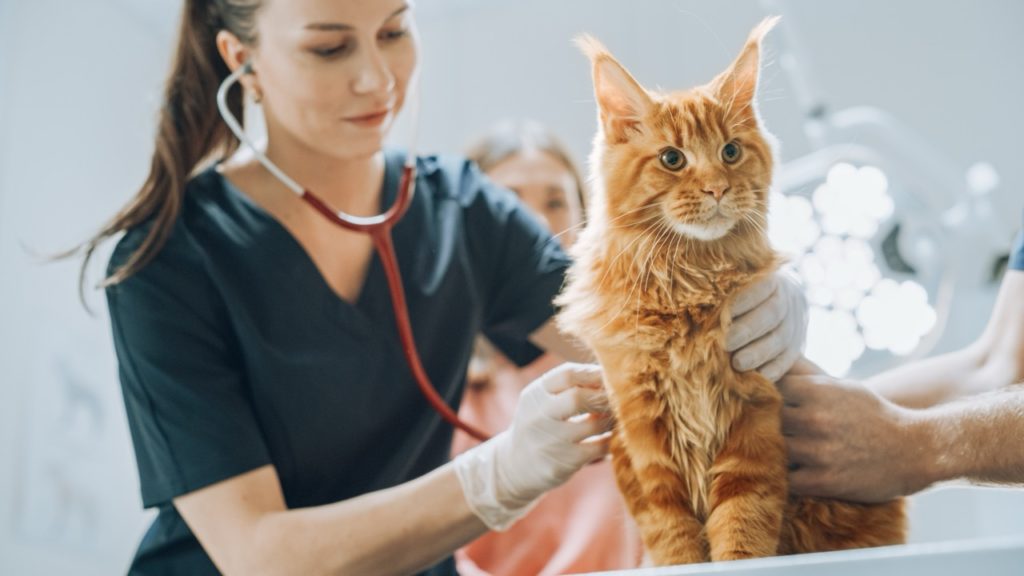 shutterstock 2285054163 krupnyj razmer Какие анализы сдать на натуральном питании - Блог SUPERPET