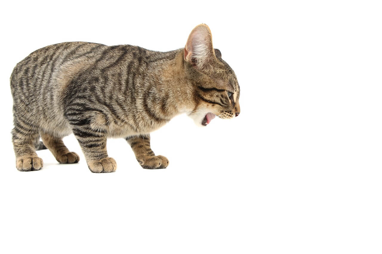 Рвота у кошки: причины, лечение и профилактика - Блог SUPERPET